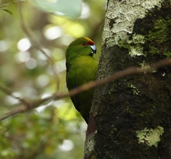 Cyanoramphus auriceps