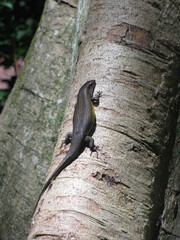 Eutropis multifasciata