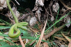 Trimeresurus macrops