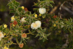 Acacia huegelii