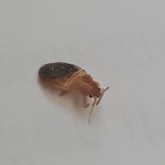 Cimex lectularius