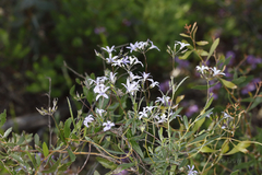 Billardiera variifolia
