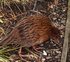 Gallirallus australis scotti