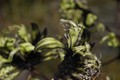 Macropidia fuliginosa