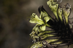 Macropidia fuliginosa