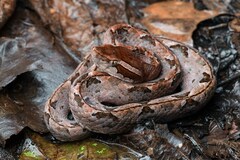Calloselasma rhodostoma