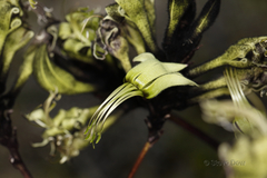 Macropidia fuliginosa