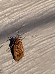 Hofmannophila pseudospretella