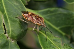 Agonoscelis versicoloratus