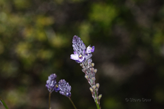 Comesperma calymega