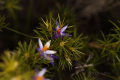Calectasia narragara