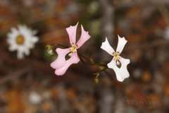Stylidium calcaratum