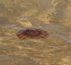 Desmonema gaudichaudi