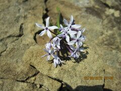 Pentanisia prunelloides