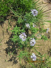 Pentanisia prunelloides