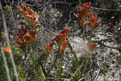 Anigozanthos humilis