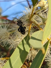 Lipotriches australica
