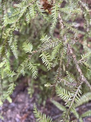 Dacrycarpus dacrydioides