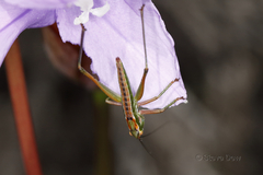 Metaballus frontalis