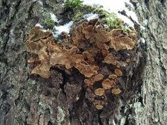 Phellinus abietis