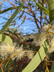 Lipotriches australica