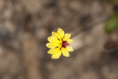 Goodenia trinervis