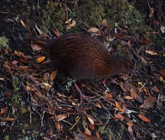 Gallirallus australis scotti