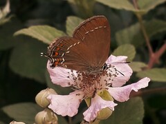Satyrium ilicis