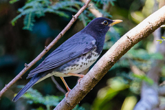 Turdus cardis