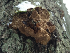 Phellinus abietis