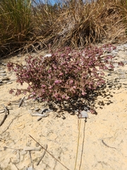 Erica filiformis