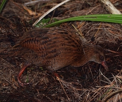Gallirallus australis scotti