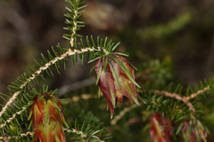 Darwinia helichrysoides