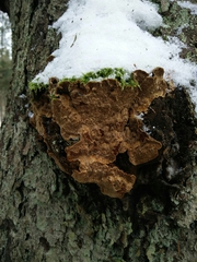 Phellinus abietis