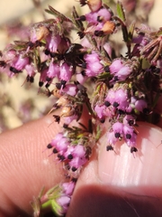 Erica filiformis
