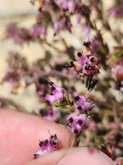 Erica filiformis