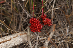 Darwinia sanguinea