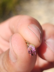 Erica filiformis