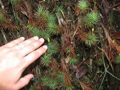 Dawsonia