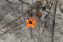 Drosera coomallo