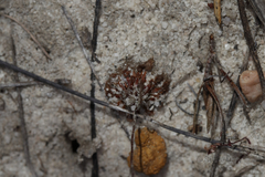 Drosera coomallo