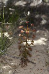 Drosera porrecta
