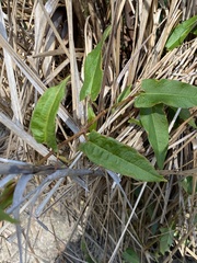 Persicaria strigosa