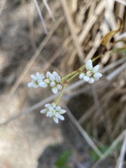 Persicaria strigosa