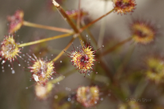 Drosera porrecta