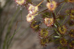 Drosera porrecta