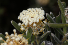 Isopogon sphaerocephalus