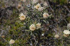 Isopogon sphaerocephalus