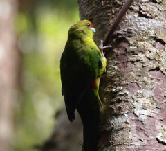 Cyanoramphus auriceps