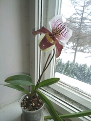 Paphiopedilum